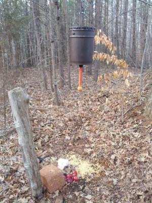 Deer Hunting Pictures