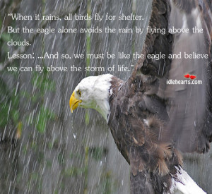 ... fly for shelter. But the eagle alone avoids the rain by flying above