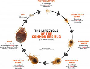 Life Cycle of the Bed Bug