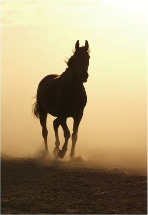 Alone | silhouette, horse, motion