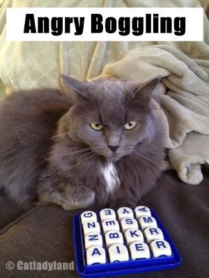Catladyland: Cats are Funny: My Cat is a Sore Loser