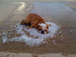 Dogs And Hot Weather - 17 Tips For Keeping It Cool This Summer - dog ...
