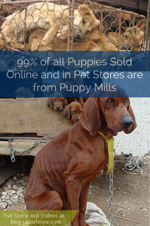99% of all Puppies Sold Online and in Pet Stores are from Puppy Mills