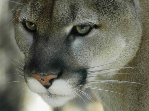 Home Cougar Animal Pictures