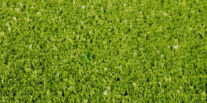 Free Port Elizabeth Artificial Grass Quotes