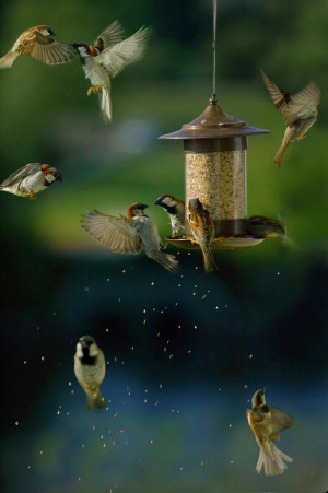 ... Mark, Birds House, Dinners Chef, Food Recipe, Food Fight, Birds Animal