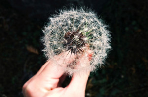 Public Domain Images – Hand Holding A Dandelion On A Dark Background