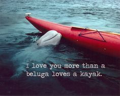 Love you more than a beluga loves a kayak