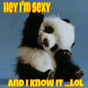 Funny Panda Bear Funny panda bear