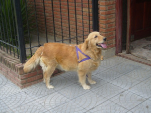 Fotos De Vendo Cachorros Golden Retriever Excelente Linea Sangre