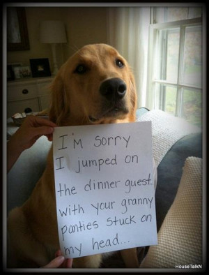 Funny dog – Im sorry