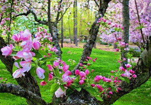 Cherry blossoms via Carol's Country Sunshine on Facebook