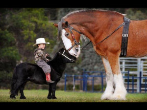 Neat!Draft Horses, Mini Horses, Miniature Horses, Miniatures Hors ...