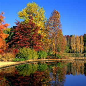 Autumn foliage at Canberra's lakeside Commonwealth Park, copyright ...