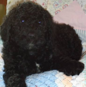 Multi Generational Labradoodle Puppies In Time For Christmas Sale