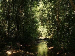 cambodian jungle