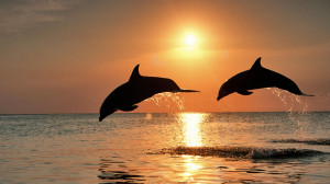 Two dolphins jumps on the sea with beautiful sunset background hd ...