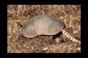Baby Nine Banded Armadillo