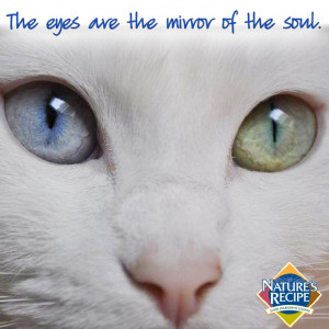 The eyes are the mirror of the soul.” #cat #quote