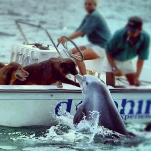 Amazing Dog Dolphin Kiss