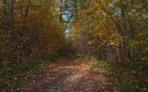 Path in the forest background