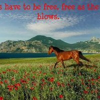 freedom quotes photo: Freedom horse.jpg