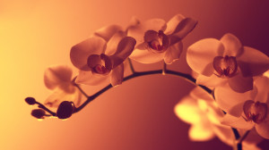 ... Orchidee, goldenem Hintergrund, Blumen, widescreen 1920x1080 / Flowers