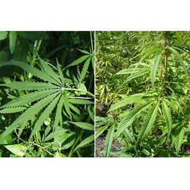Half-Baked Idea?: Legalizing Marijuana Will Help the Environment