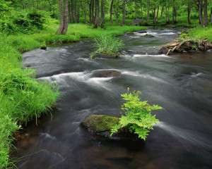 You are about the enter the enchanted forest, the place where your ...