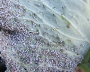 Aphids on cabbage Pic A80