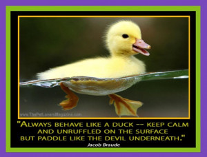 Like A Duck.... Stay Calm & Unruffled On The Surface, ---- But Paddle ...