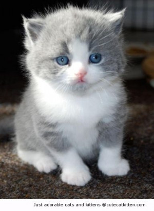 Chubby blue eyed kitty