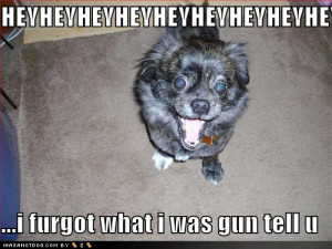 funny-dog-pictures-excited-forgetful-dog