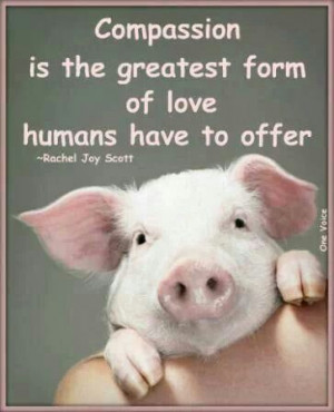 Quote about compassion, with a pig :)