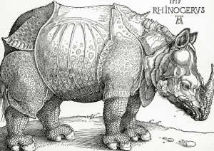 rhinoceros albrecht durer
