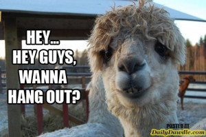 Funny Llama Quotes Funny, funny pictures, funny