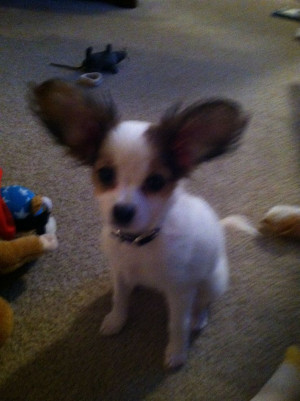 ... , Chihuahuas Mixed, Chihuahua Mix, Mixed Puppies, Quotes M Things