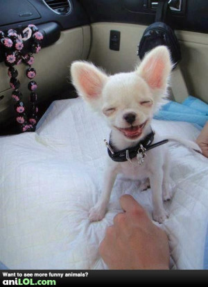 Funny animal pictures at Anilol