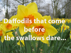 Image for Shakespeare quote, Daffodils that come before the swallowsa ...