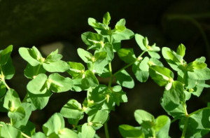 the has milkweed book publisher laurel leaf sparknotes milkweed ...