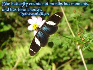 Butterfly Image Quotes And Sayings