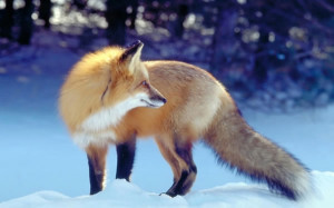 狐狸图片 是雪地里的小狐狸高清图片下载，狐狸 ...