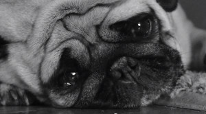 Sad Dog Diary’: Depressed Canines Air Their Doggy Grievances