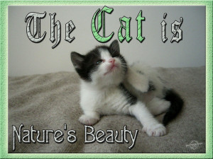 The cat is nature’s beauty