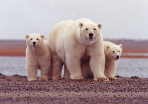 Some Favorite Quotes About Family and a Great Polar Bear Wallpaper