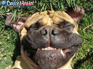 ... .gotsmile.net/images/2010/10/07/Smiling_face_dog.jpg_1286403573.jpg