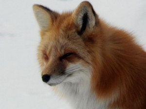 Red Fox in PEI, March, 2013