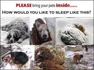 Bring your pets inside during the cold weather!