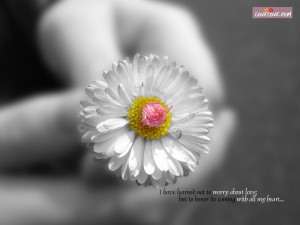 Quotes Wallpapers Lovesove Never Fall Love Always Wallpaper