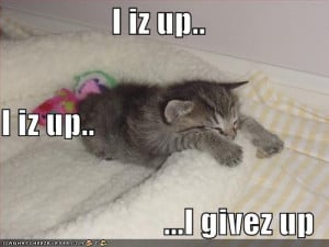 Funny Kittens gives up life